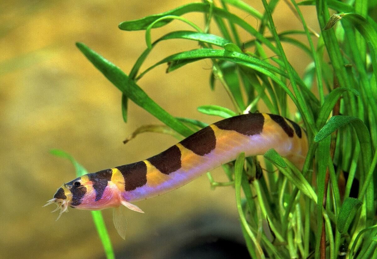 Imagem do Kuhli Loach
